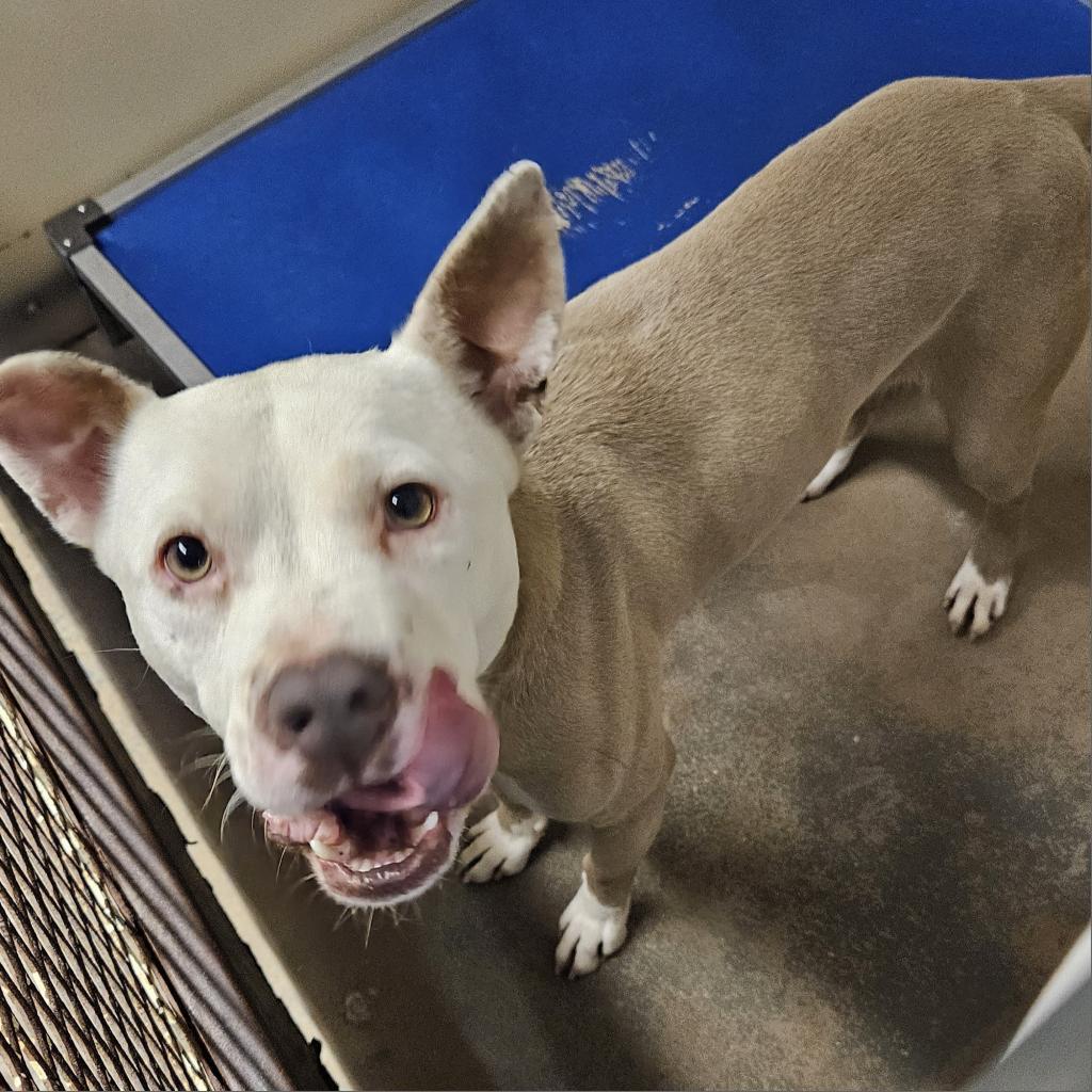 Enlarge Zebediah, a Adoptable mixed breed in Stephenville, TX image 3/6