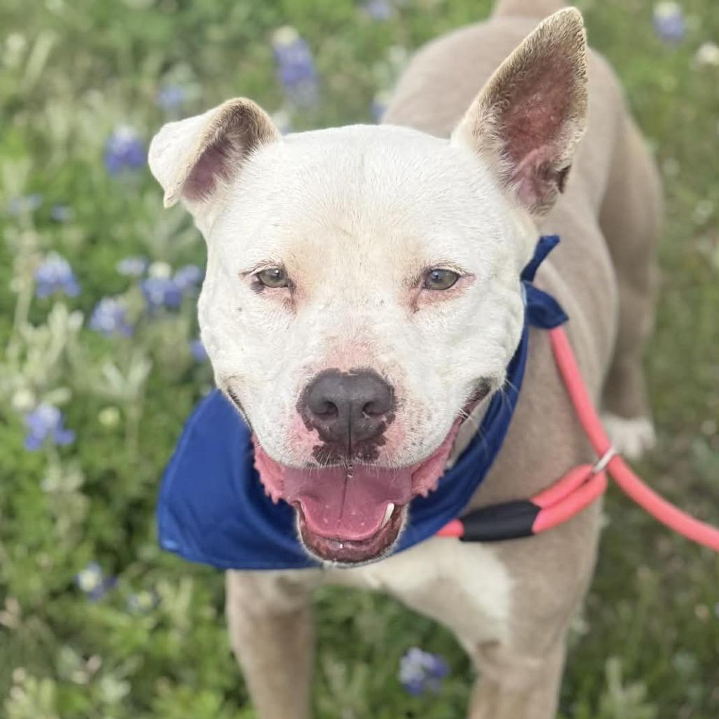 Enlarge Zebediah, a Adoptable mixed breed in Stephenville, TX image 4/6