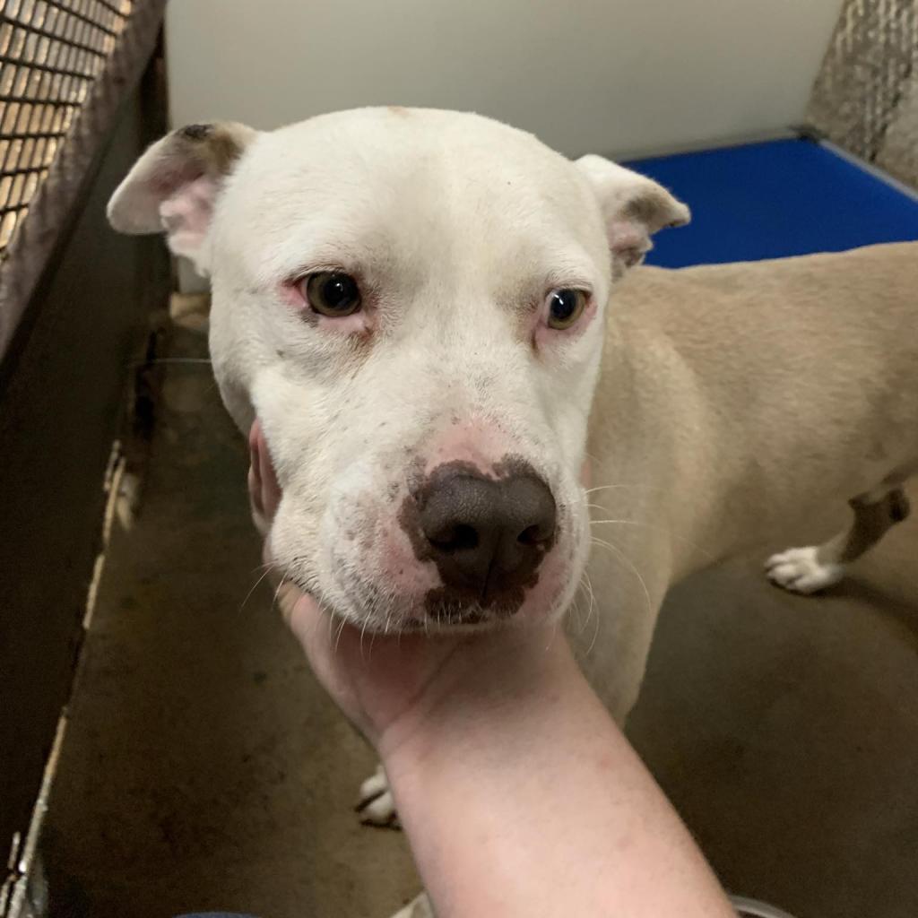 Enlarge Zebediah, a Adoptable mixed breed in Stephenville, TX image 5/6