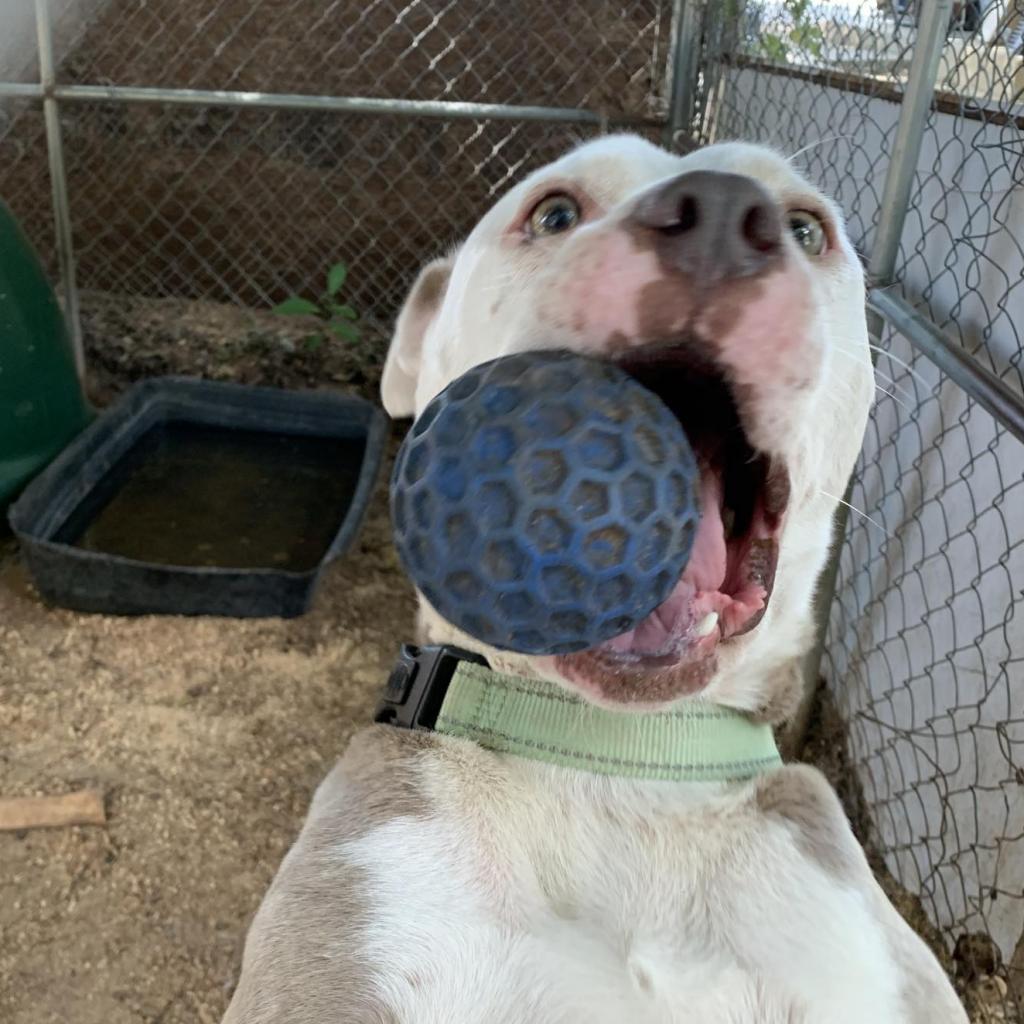 Enlarge Zebediah, a Adoptable mixed breed in Stephenville, TX image 6/6