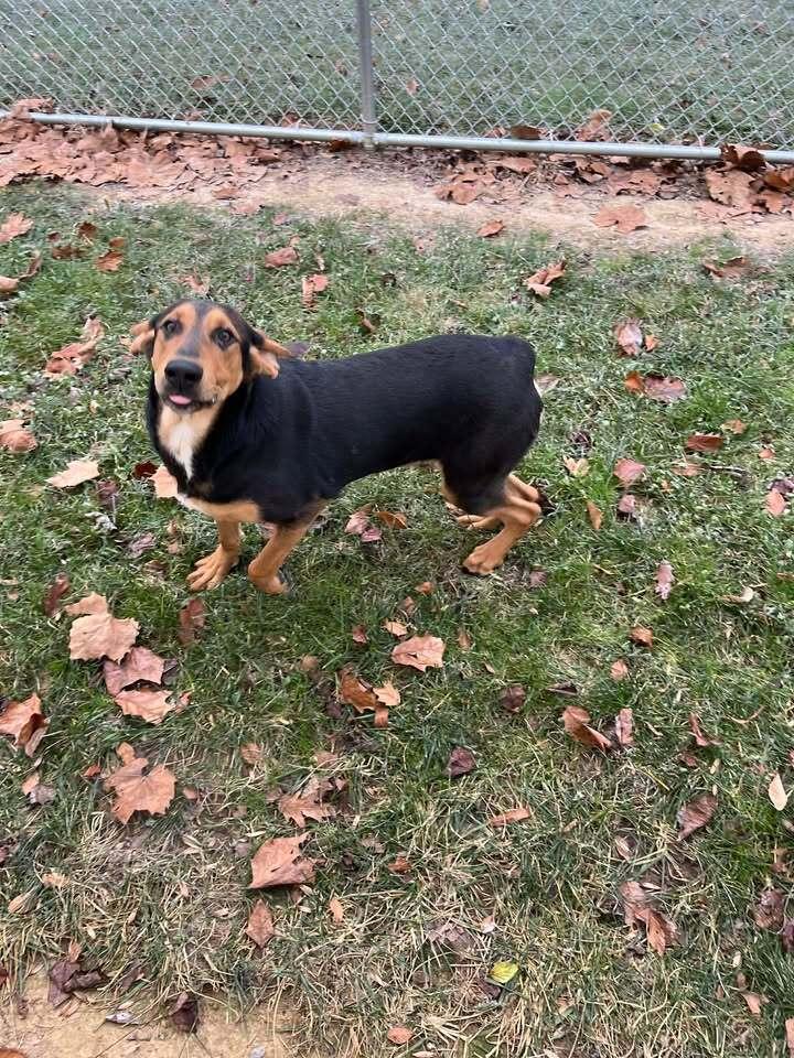 Charlie, a Adoptable mixed breed in Hillsboro, OH image 1/3