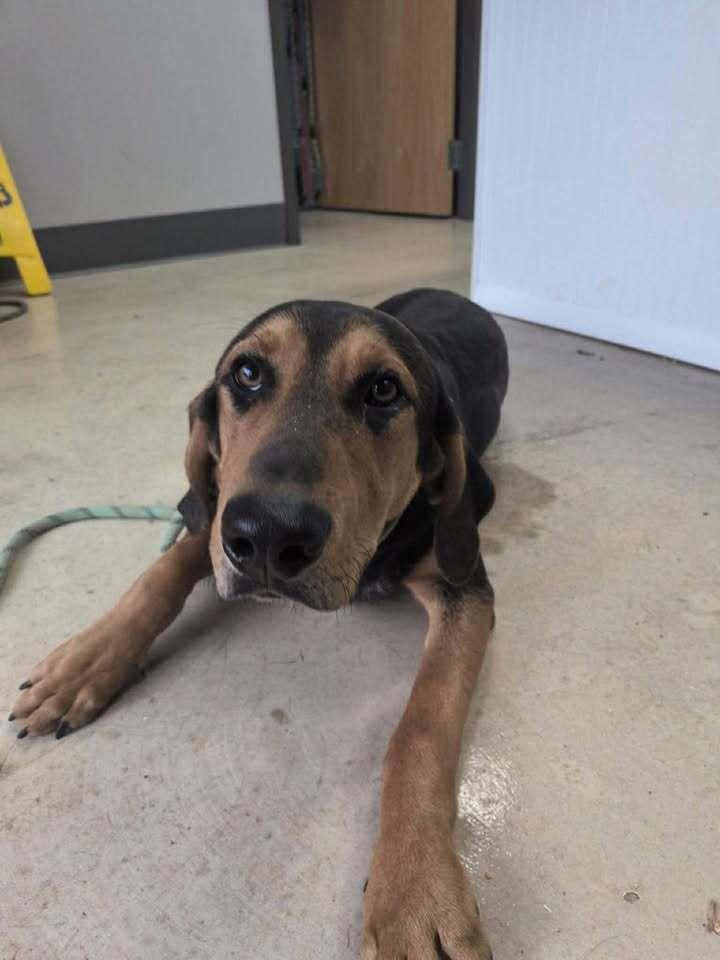 Charlie, a Adoptable mixed breed in Hillsboro, OH image 2/3