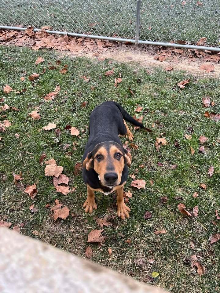 Charlie, a Adoptable mixed breed in Hillsboro, OH image 3/3