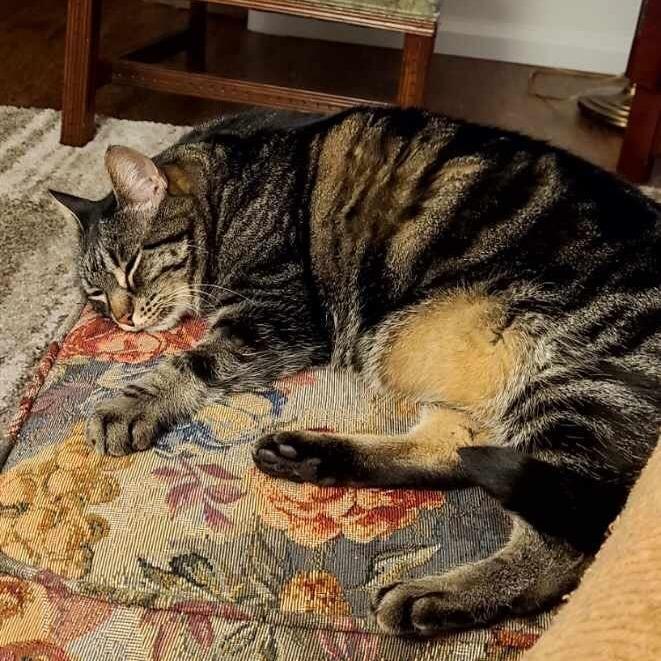 Enlarge Tifa, a Adoptable Domestic Short Hair in Abbotsford, BC image 1/6