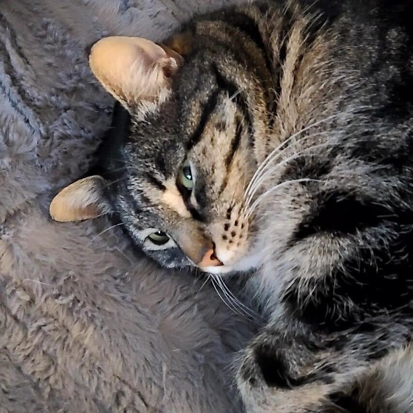 Enlarge Tifa, a Adoptable Domestic Short Hair in Abbotsford, BC image 2/6