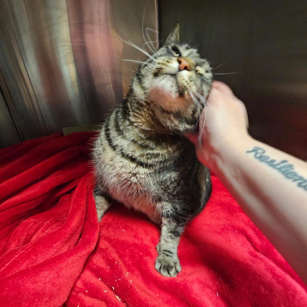 Enlarge Tifa, a Adoptable Domestic Short Hair in Abbotsford, BC image 3/6