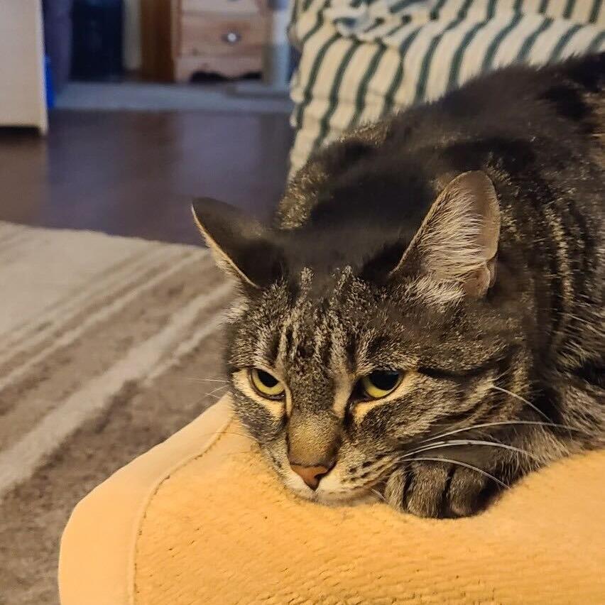 Enlarge Tifa, a Adoptable Domestic Short Hair in Abbotsford, BC image 5/6