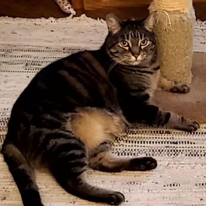 Enlarge Tifa, a Adoptable Domestic Short Hair in Abbotsford, BC image 6/6