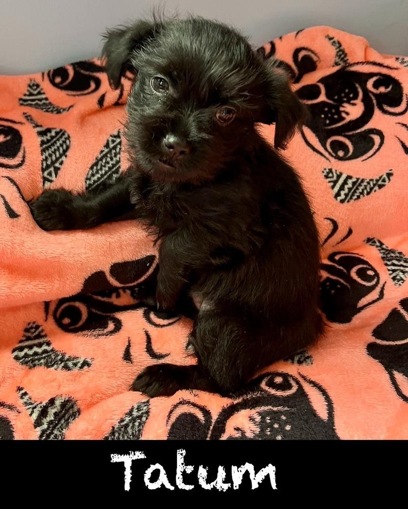 Tatum, Adoptable, Puppy Female Affenpinscher.