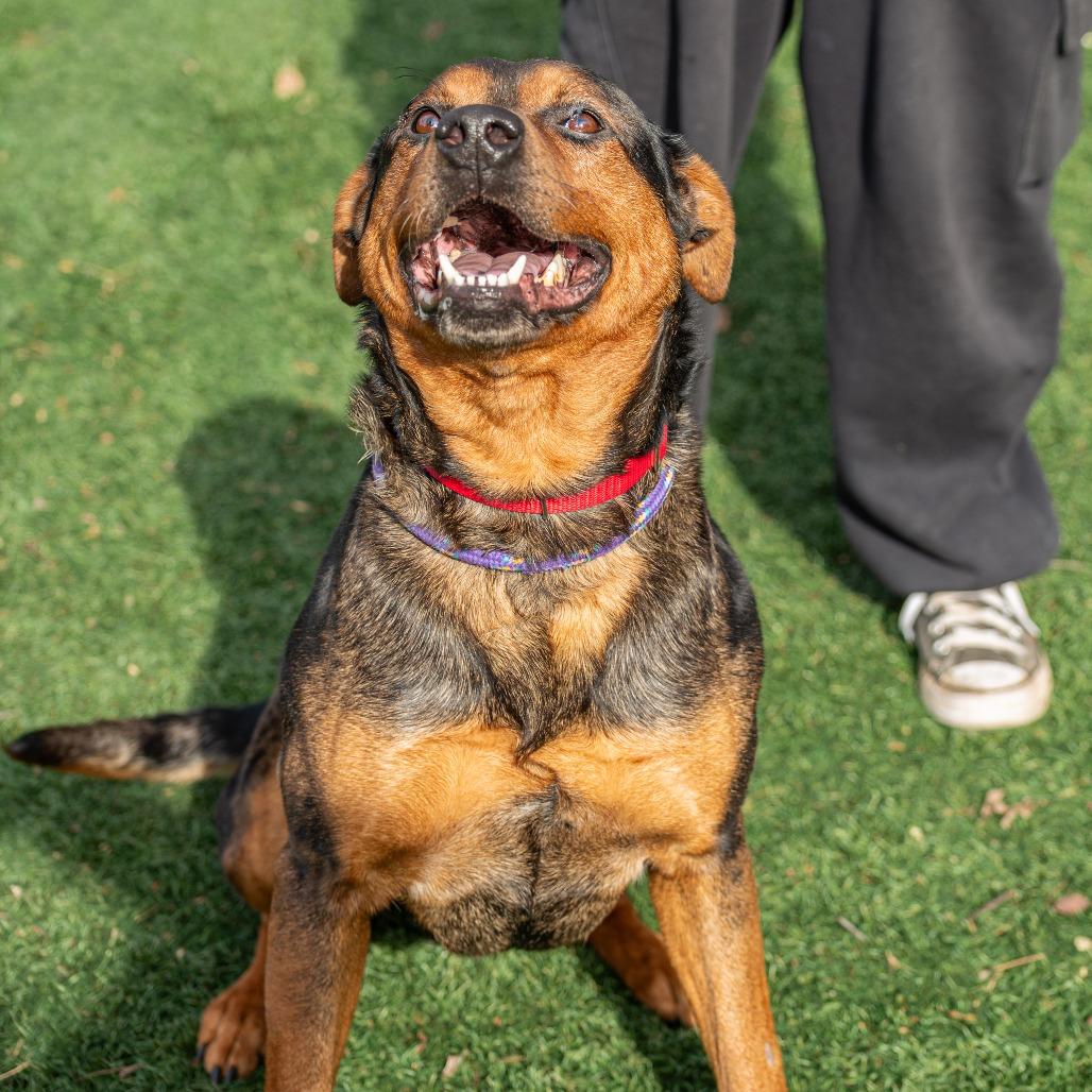 Enlarge Pooh Bear, a Adoptable Mixed Breed in Saint Charles, MO image 1/6