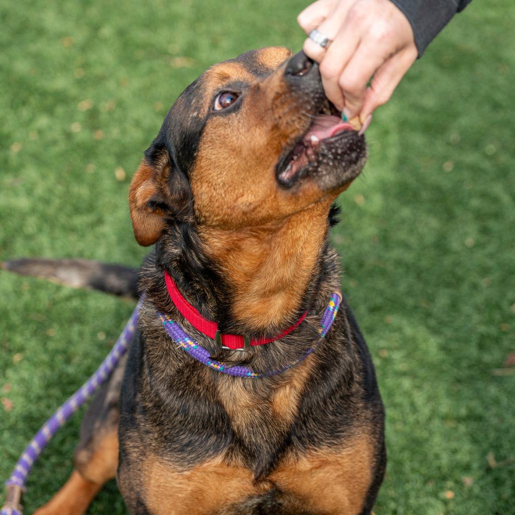 Pooh Bear, a Adoptable Mixed Breed in Saint Charles, MO image 2/6