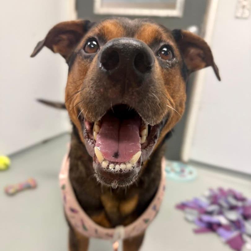 Pooh Bear, Adoptable, Adult Male Mixed Breed.