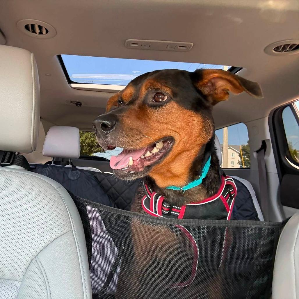 Pooh Bear, a Adoptable Mixed Breed in Saint Charles, MO image 2/6