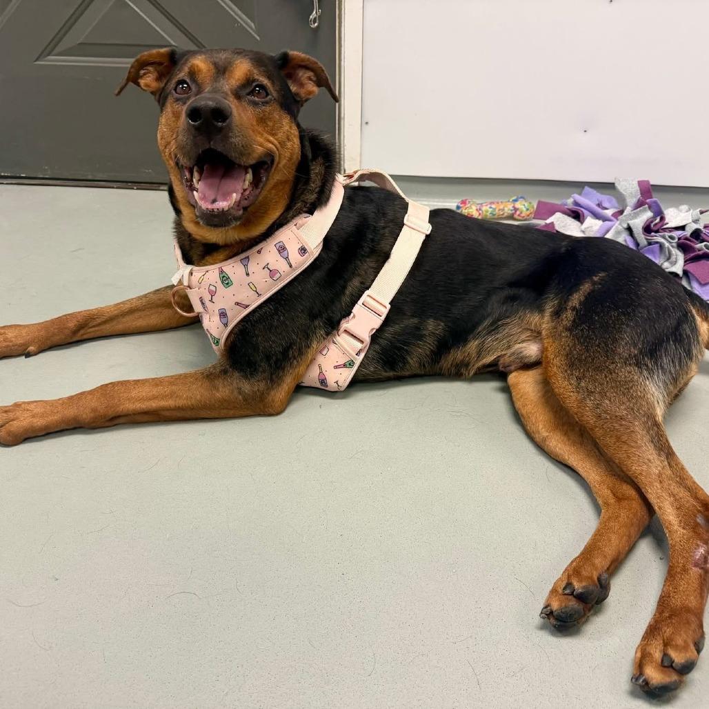 Pooh Bear, a Adoptable Mixed Breed in Saint Charles, MO image 3/6