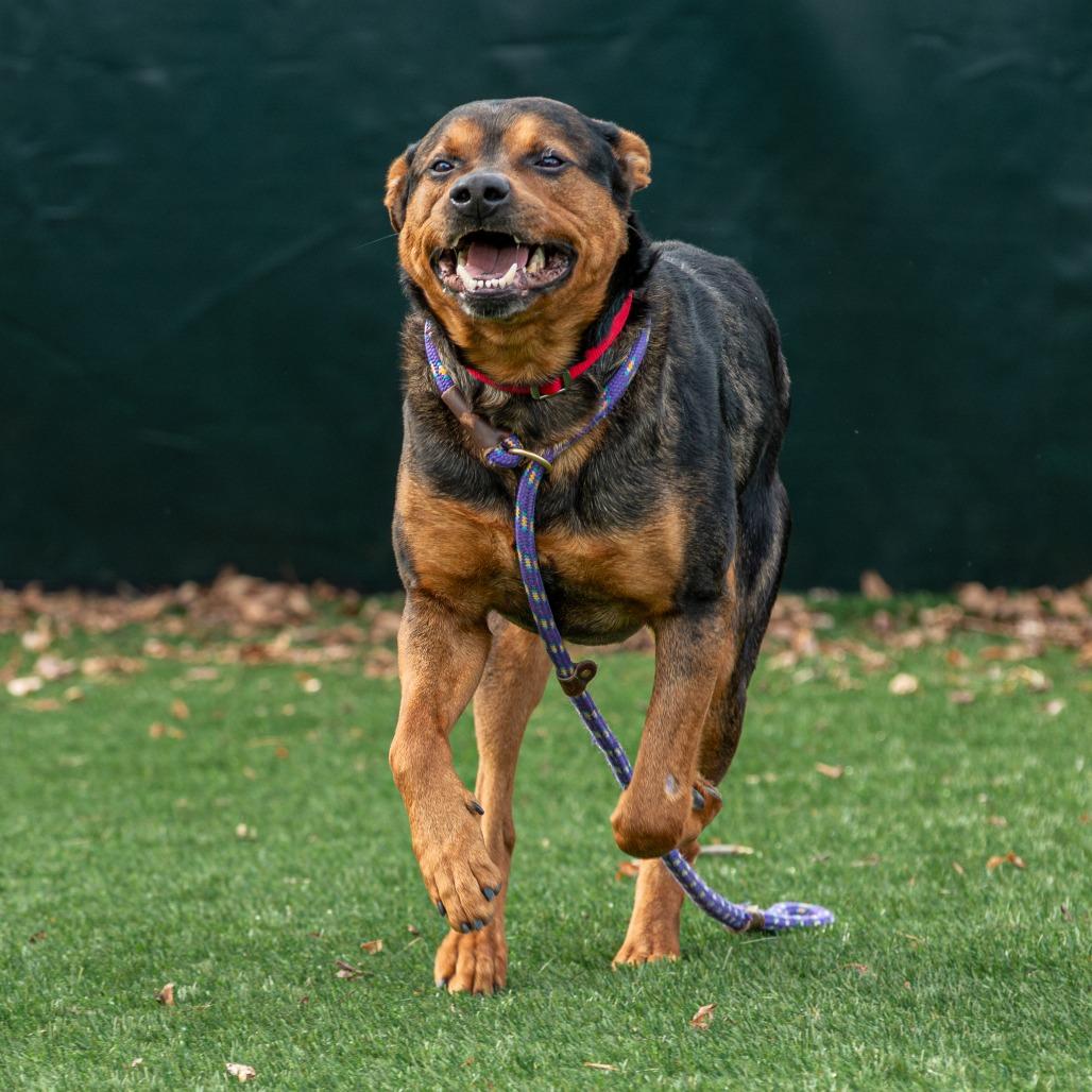 Enlarge Pooh Bear, a Adoptable Mixed Breed in Saint Charles, MO image 2/6