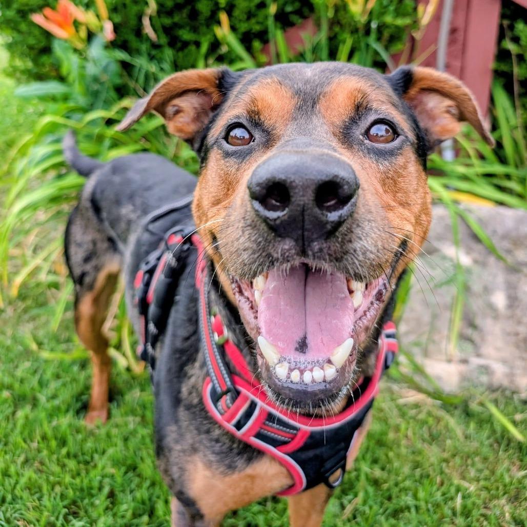Pooh Bear, a Adoptable Mixed Breed in Saint Charles, MO image 4/6