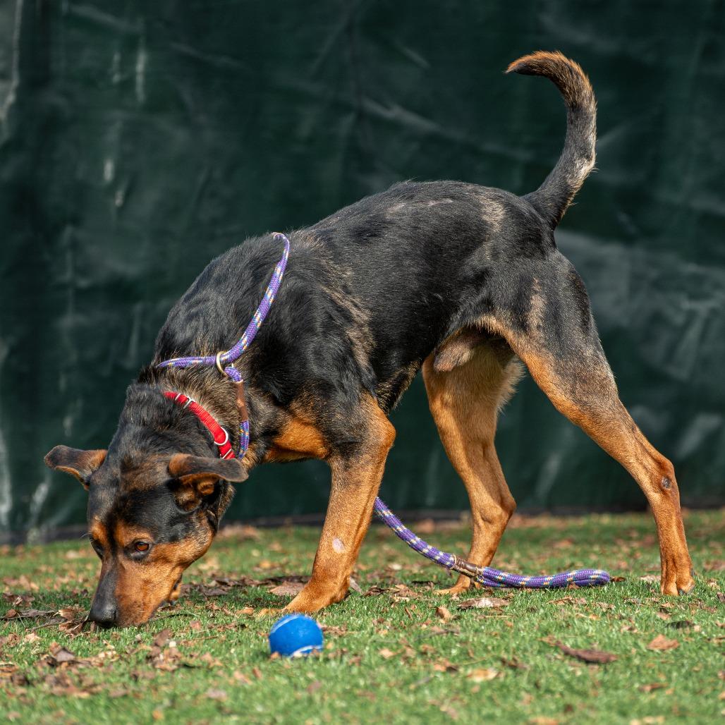 Enlarge Pooh Bear, a Adoptable Mixed Breed in Saint Charles, MO image 3/6