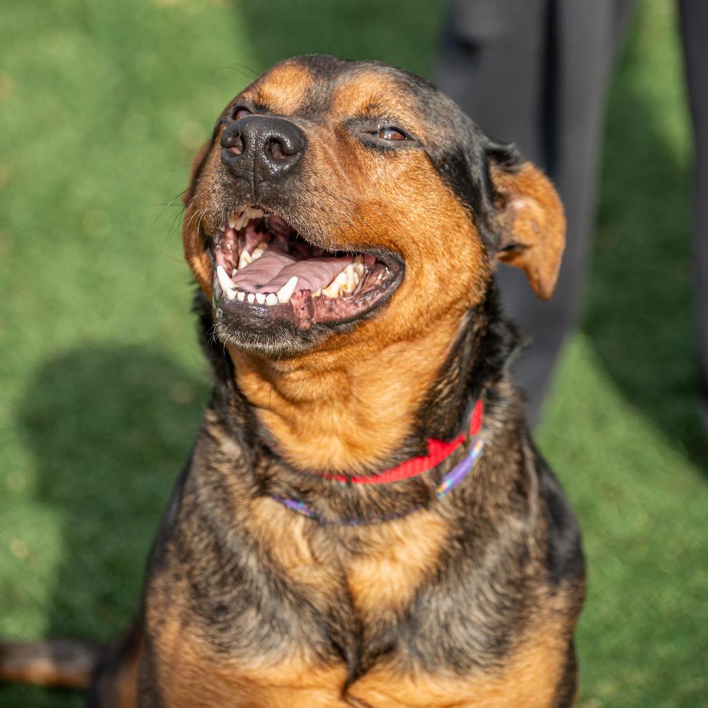 Enlarge Pooh Bear, a Adoptable Mixed Breed in Saint Charles, MO image 4/6