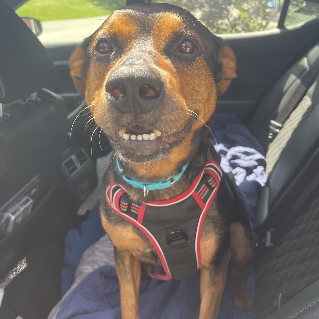Pooh Bear, a Adoptable Mixed Breed in Saint Charles, MO image 5/6