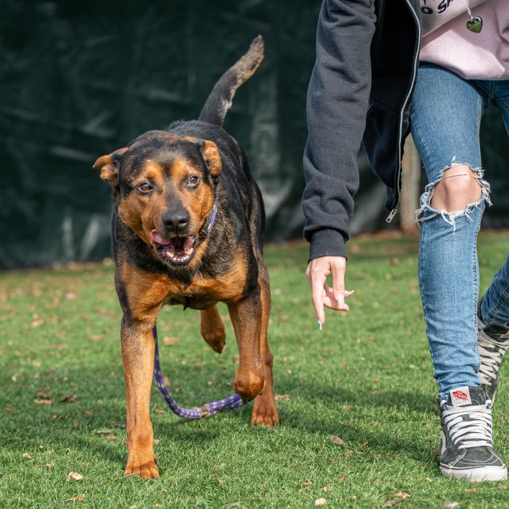 Enlarge Pooh Bear, a Adoptable Mixed Breed in Saint Charles, MO image 5/6