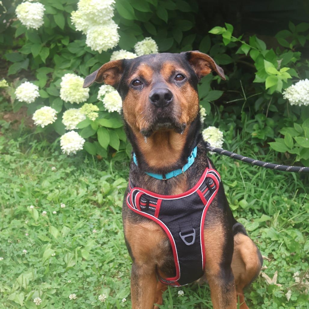 Pooh Bear, a Adoptable Mixed Breed in Saint Charles, MO image 6/6