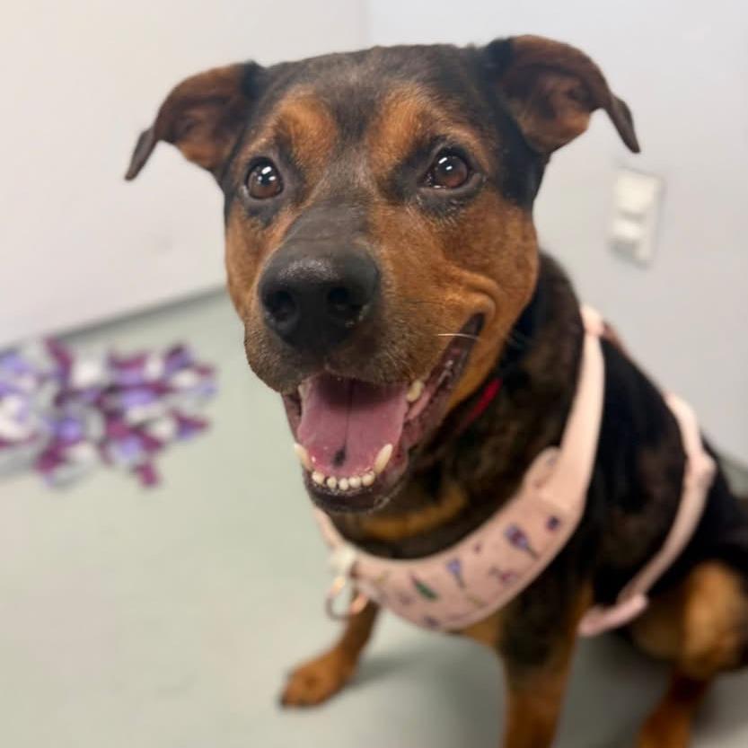 Enlarge Pooh Bear, a Adoptable Mixed Breed in Saint Charles, MO image 6/6