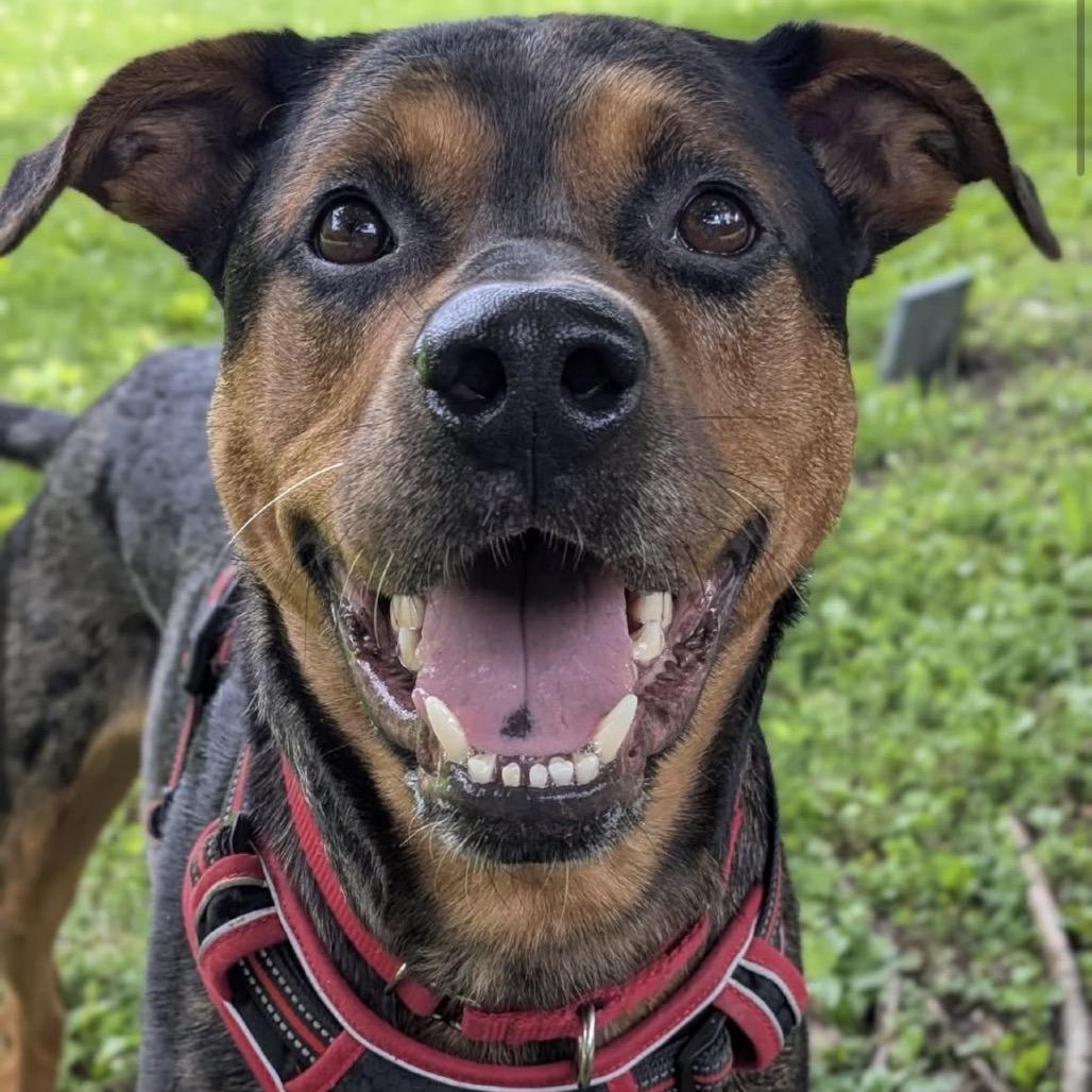 Pooh Bear, a Adoptable Mixed Breed in Saint Charles, MO image 6/6