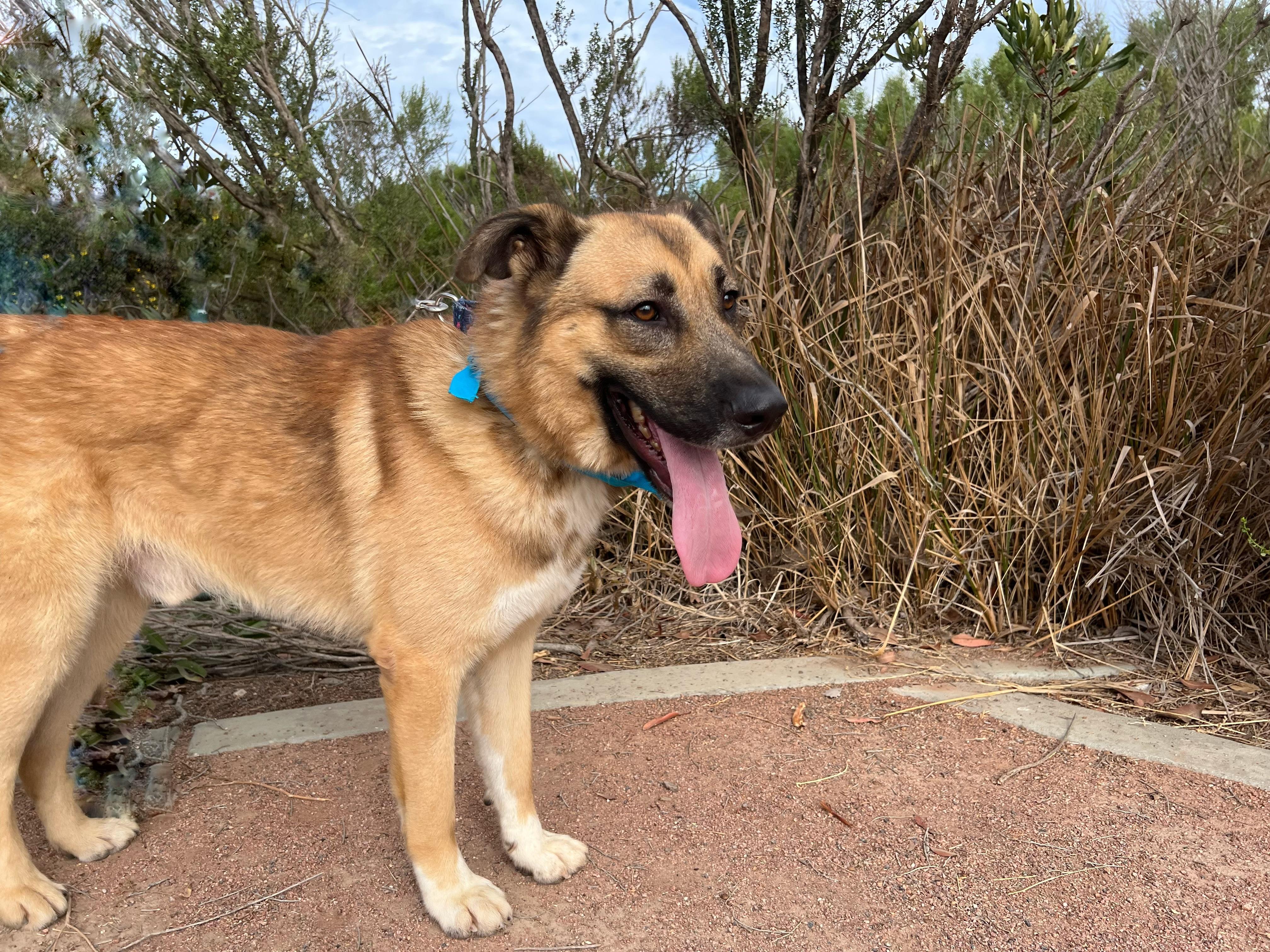 BUCK, Adoptable, Adult Male German Shepherd Dog & Mixed Breed.