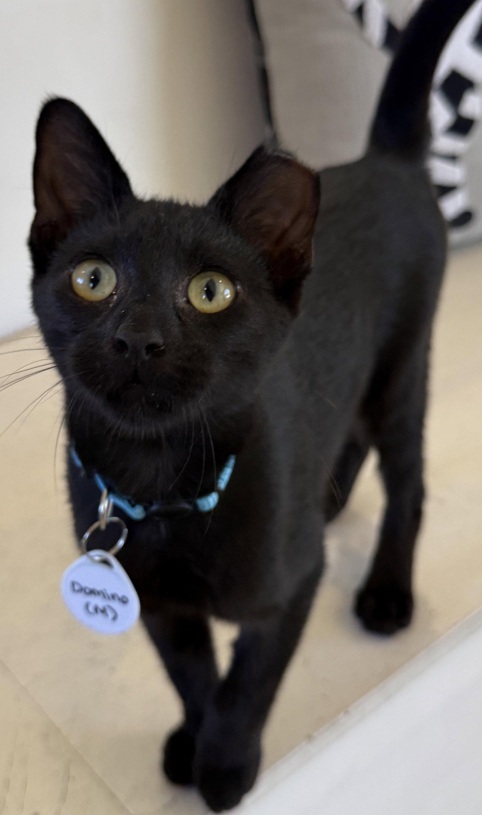 Domino - playful panther photo