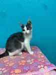 Lucinda, ADOPTABLE, Kitten Female Domestic Short Hair.