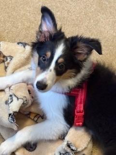 Remi, Adopted, Puppy Male Shetland Sheepdog / Sheltie.