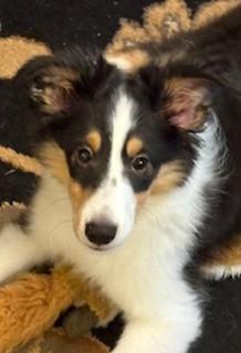 Remi, a Adopted Shetland Sheepdog / Sheltie in vALE, NC image 2/2