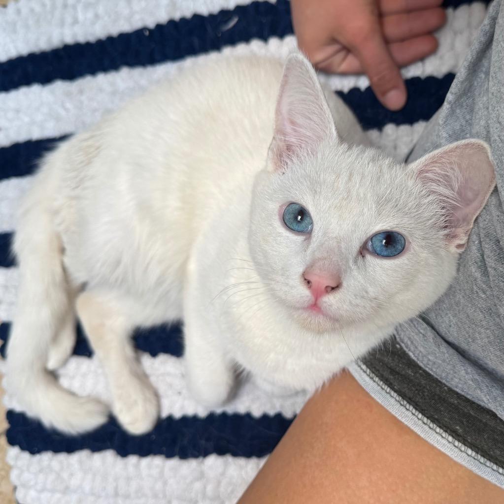 Sal aka Pepper, Adopted, Young Male Domestic Short Hair.