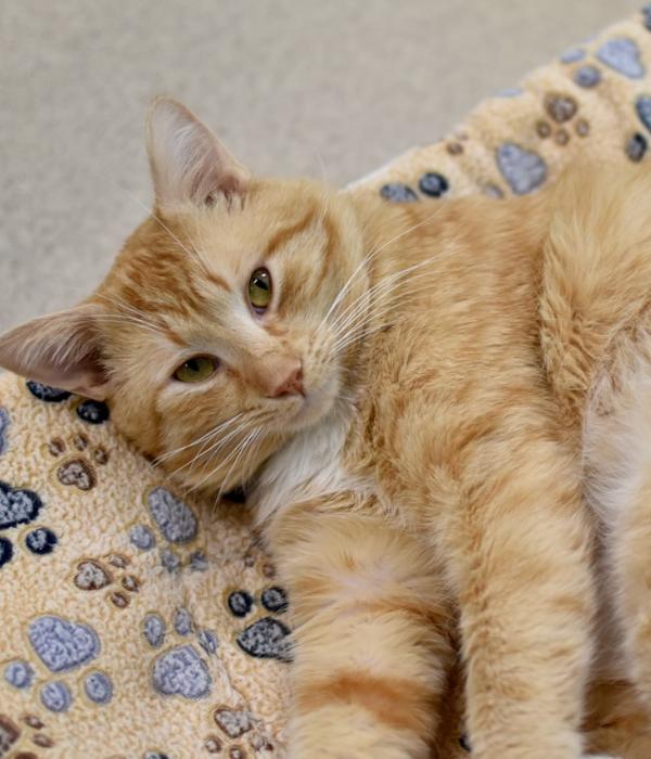 Enlarge Saffron, a Adoptable Domestic Short Hair in Marietta, GA image 1/4