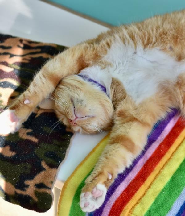 Enlarge Saffron, a Adoptable Domestic Short Hair in Marietta, GA image 2/4