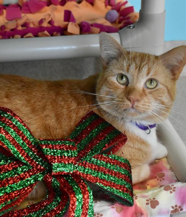 Enlarge Saffron, a Adoptable Domestic Short Hair in Marietta, GA image 3/4