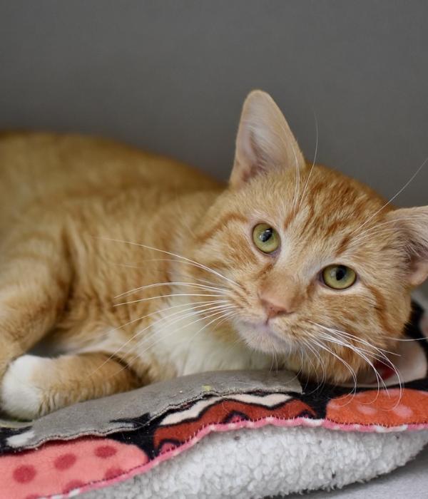 Enlarge Saffron, a Adoptable Domestic Short Hair in Marietta, GA image 4/4