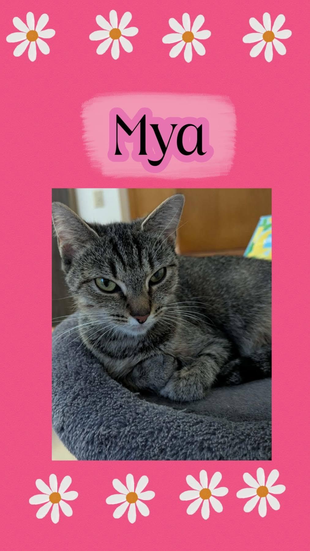 MYA, adopted, Young Female Domestic Short Hair.