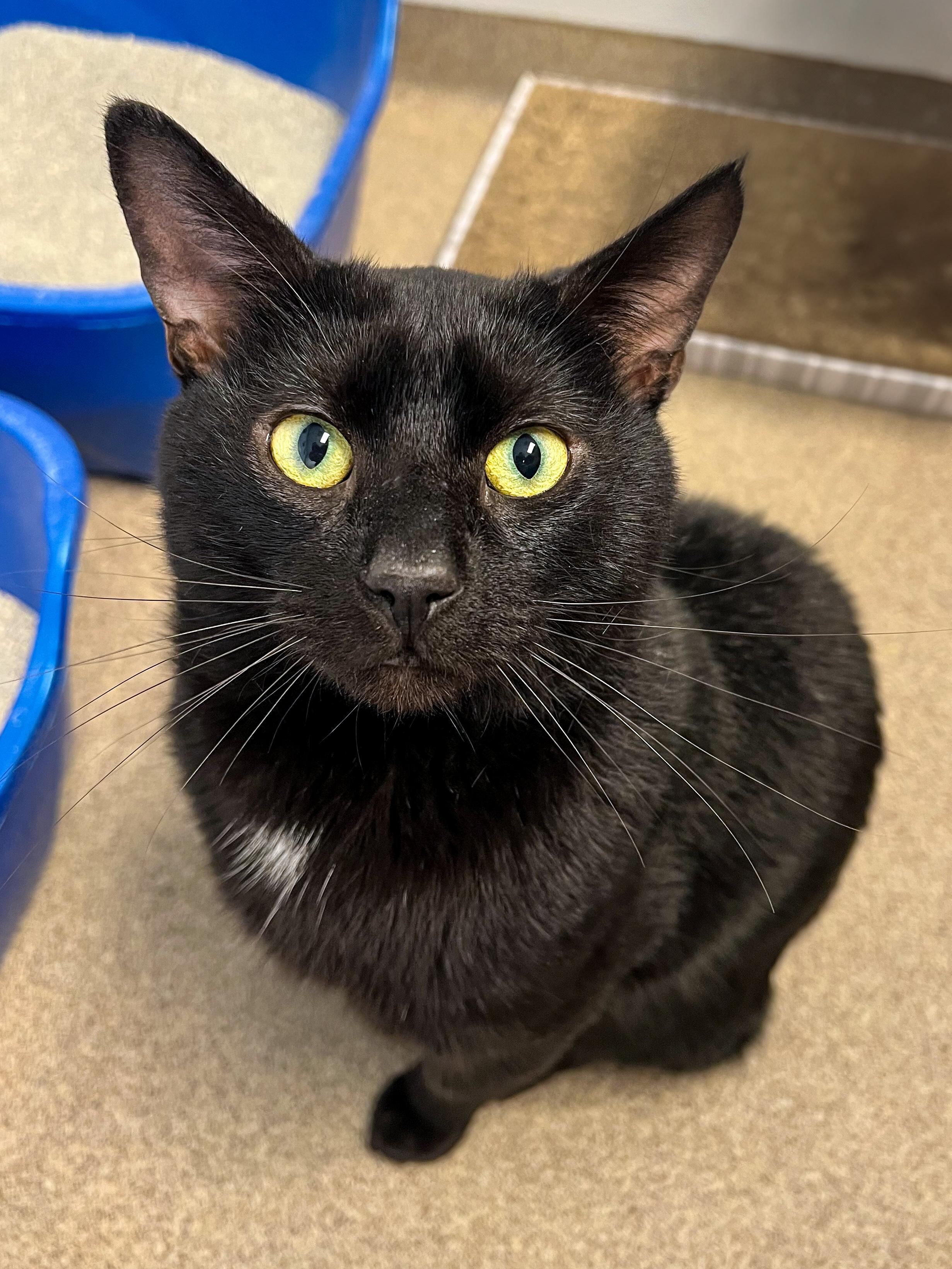 Bailey, Young Male Domestic Short Hair