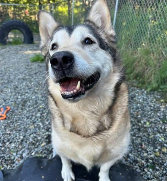 Enlarge GOKU, a Adoptable mixed breed in Anchorage, AK image 1/1