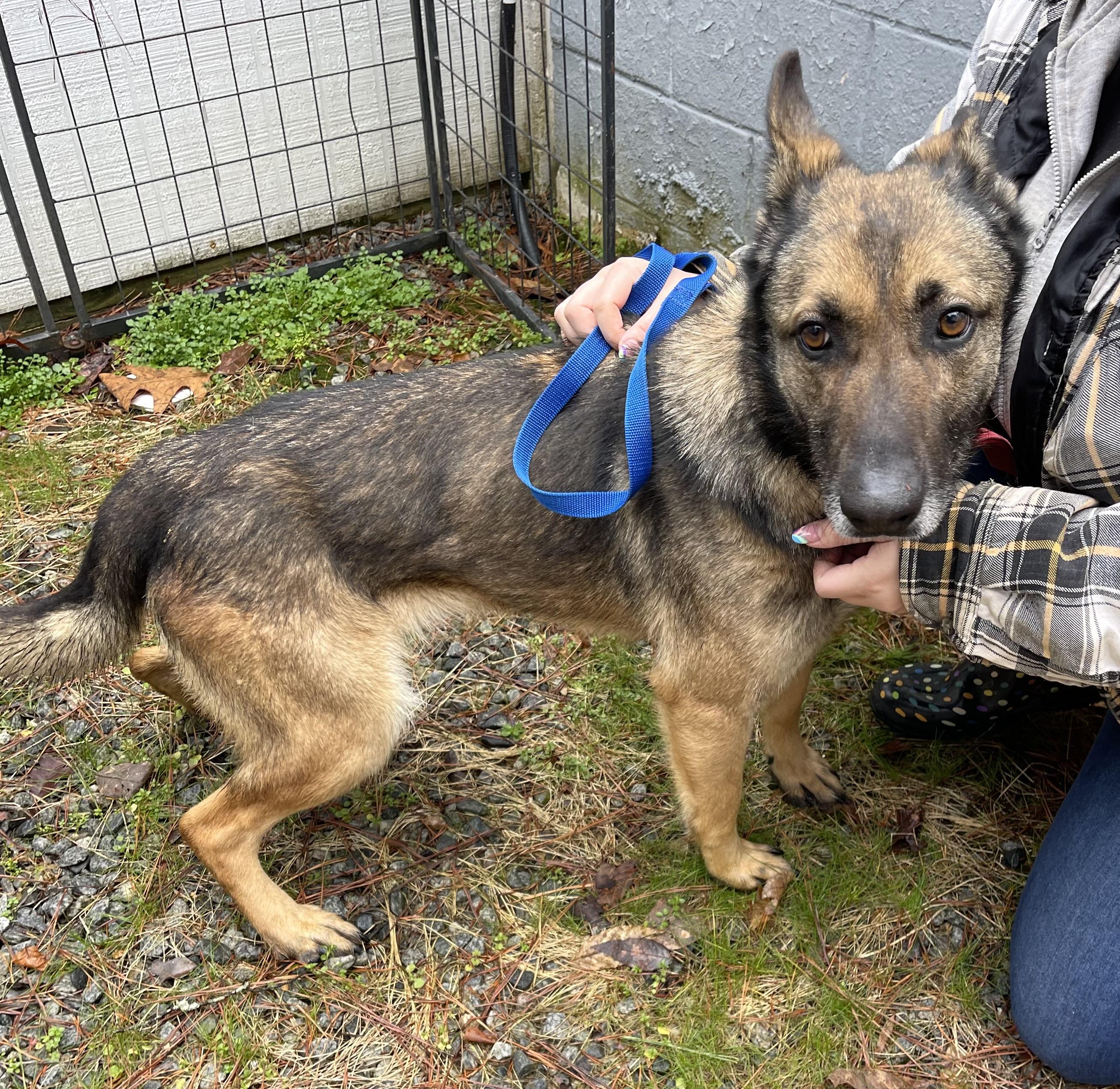 Josie , a ADOPTABLE German Shepherd Dog in Farmville, VA image 2/2
