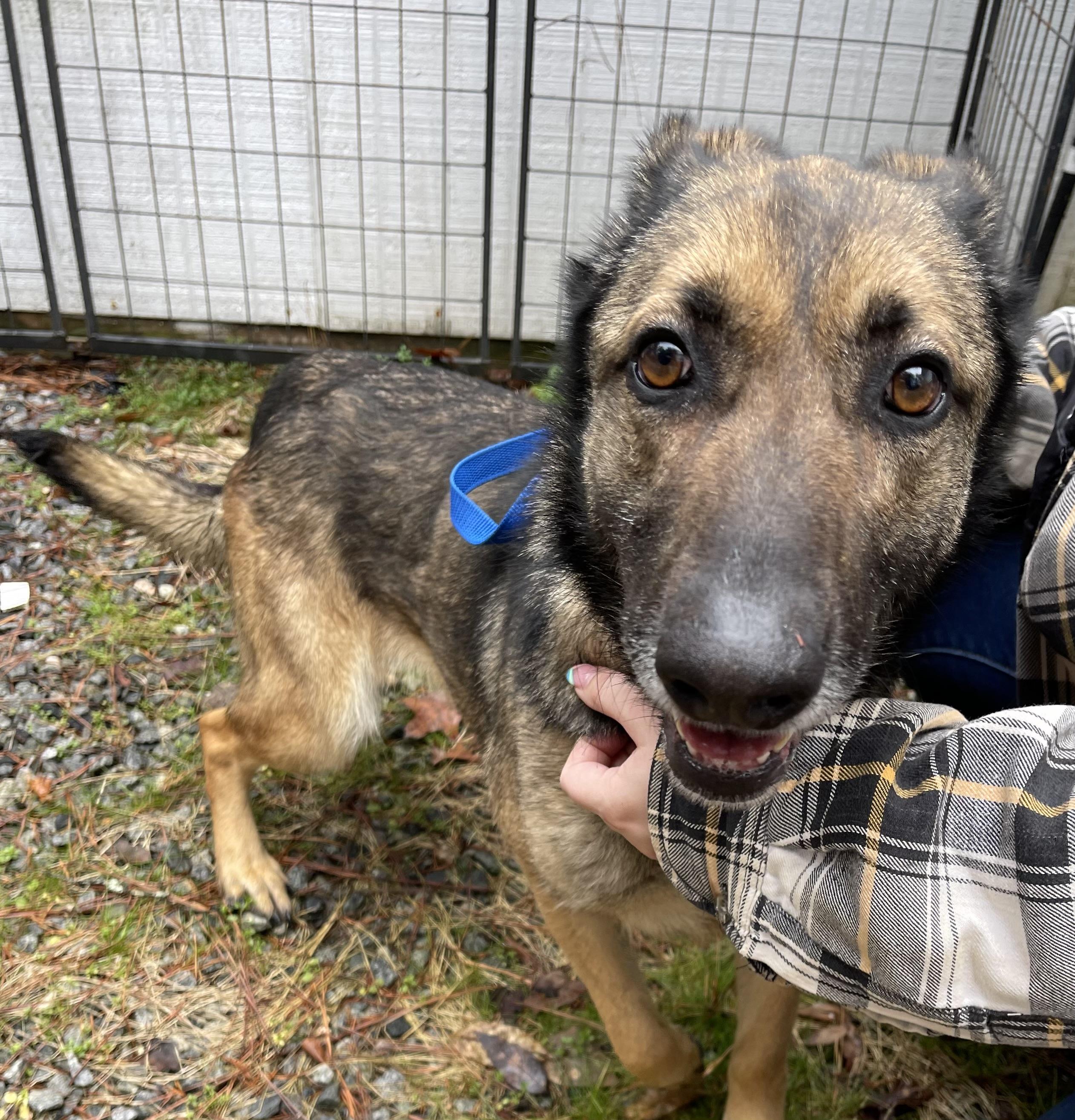 Josie , ADOPTABLE, Adult Female German Shepherd Dog.