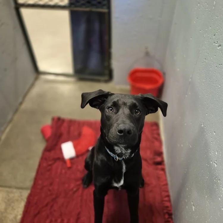 Louis, a ADOPTABLE mixed breed in Winona, MN image 1/6