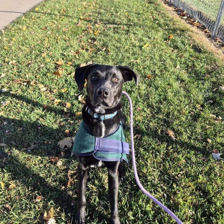 Louis, a ADOPTABLE mixed breed in Winona, MN image 3/6