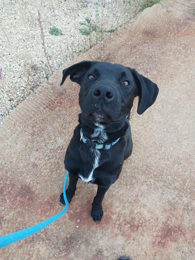 Louis, a ADOPTABLE mixed breed in Winona, MN image 4/6
