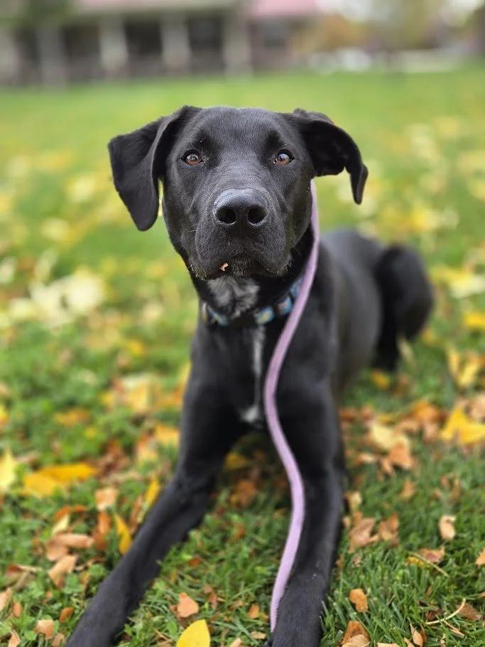 Louis, a ADOPTABLE mixed breed in Winona, MN image 5/6