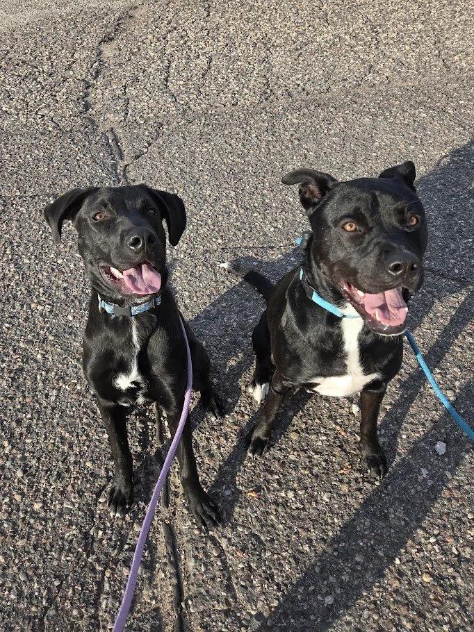 Louis, a ADOPTABLE mixed breed in Winona, MN image 6/6