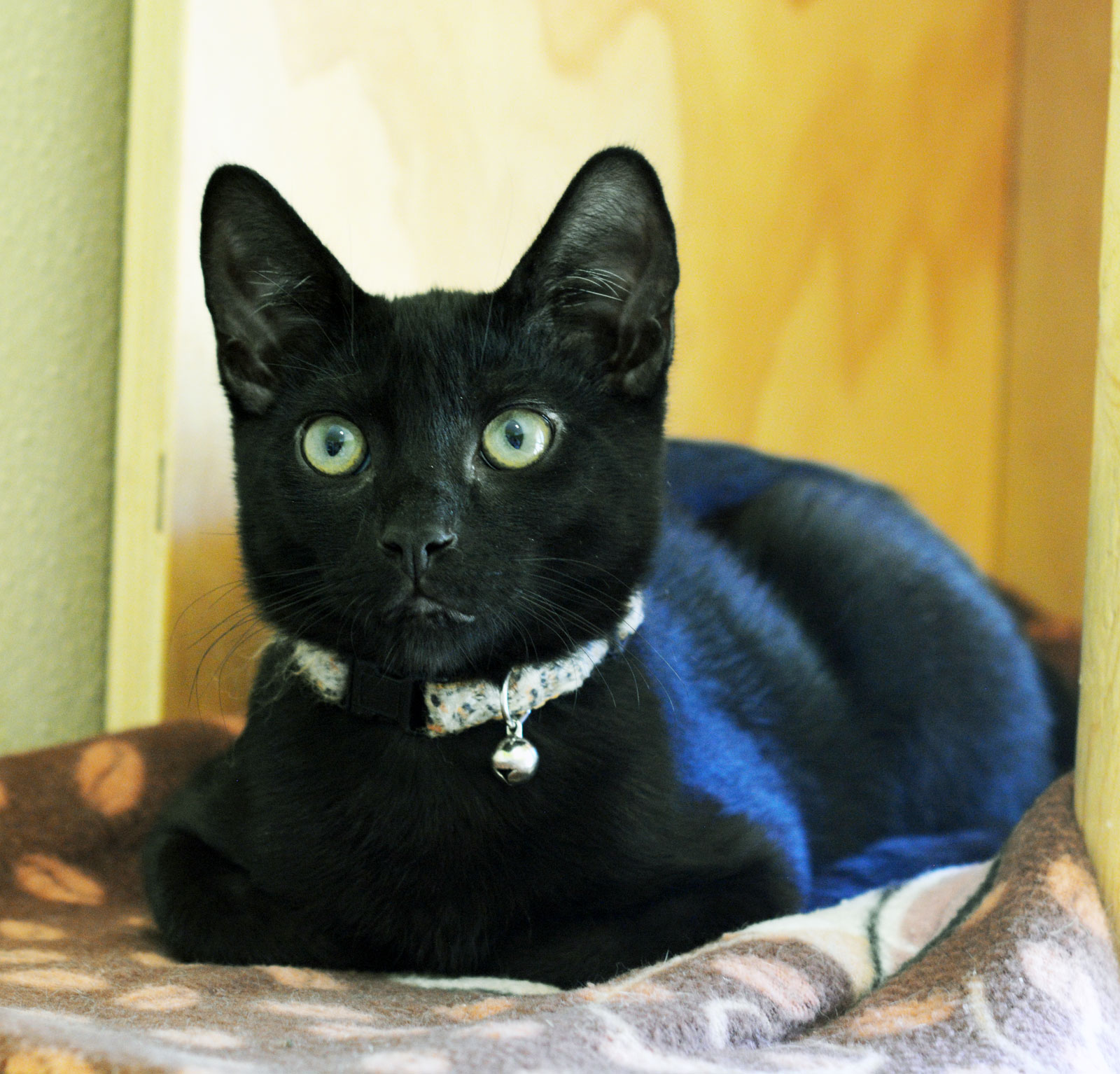 Cat for adoption TREVOR, a Domestic Short Hair in San Clemente, CA