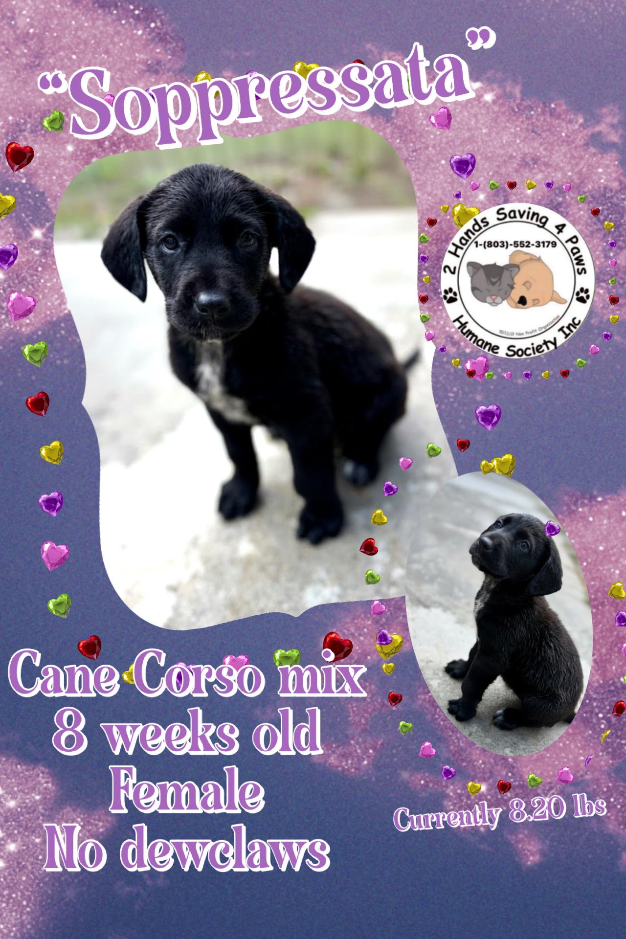 Soppressata , Adoptable, Puppy Female Cane Corso.