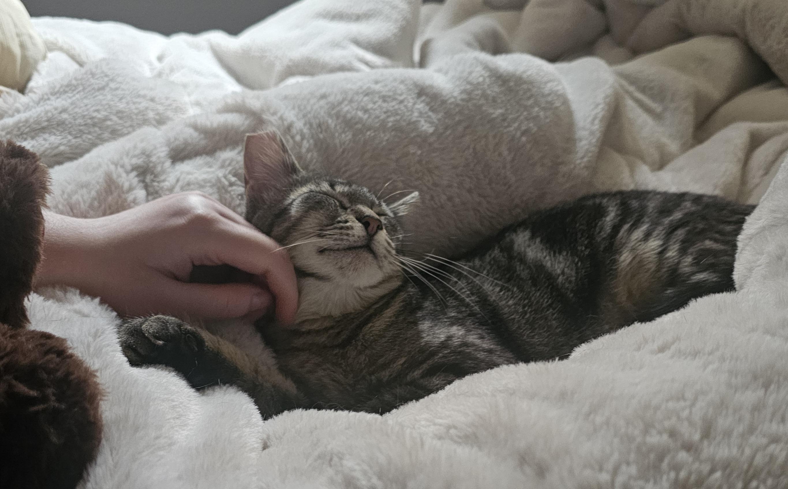 Enlarge Silly, an adoptable Domestic Short Hair in Everett, WA image 5/5